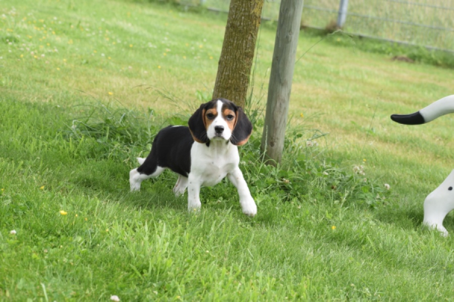 Beagle (teef) 29201