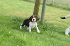 Beagle (teef) 29201