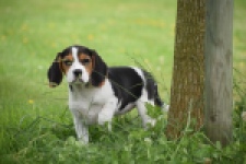 Beagle (teef) 29201