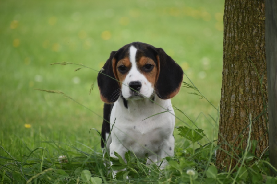 Beagle (teef) 29201