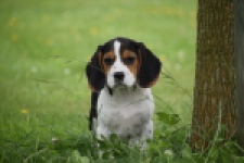 Beagle (teef) 29201
