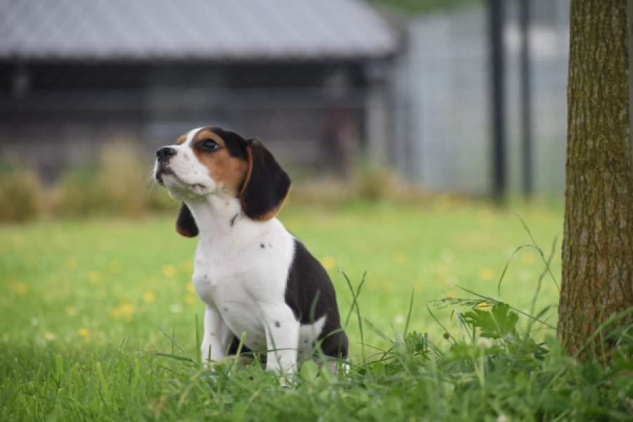 Beagle (teef) 29201