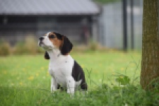 Beagle (teef) 29201