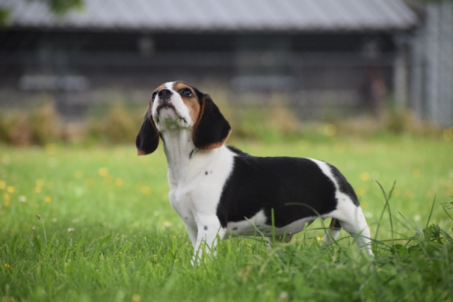 Beagle (teef) 29201