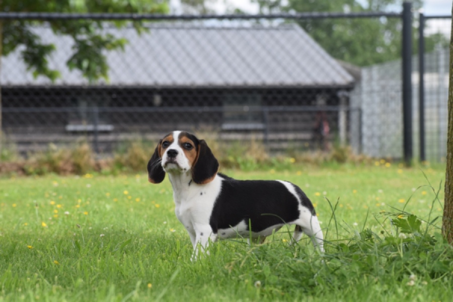Beagle (teef) 29201