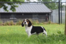 Beagle (teef) 29201