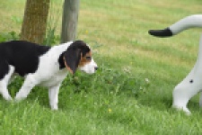 Beagle (teef) 29201