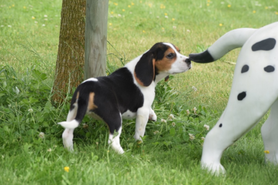 Beagle (teef) 29201
