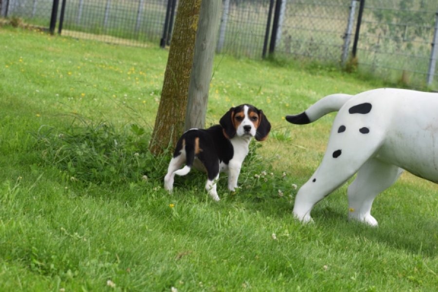 Beagle (teef) 29201
