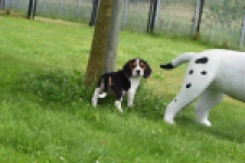 Beagle (teef) 29201