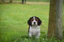 Beagle (teef) 29201