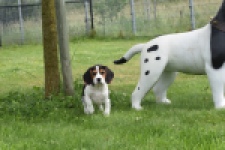 Beagle (teef) 29201
