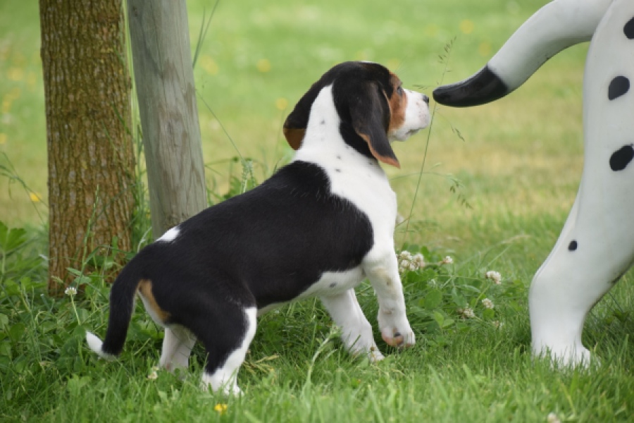 Beagle (teef) 29201
