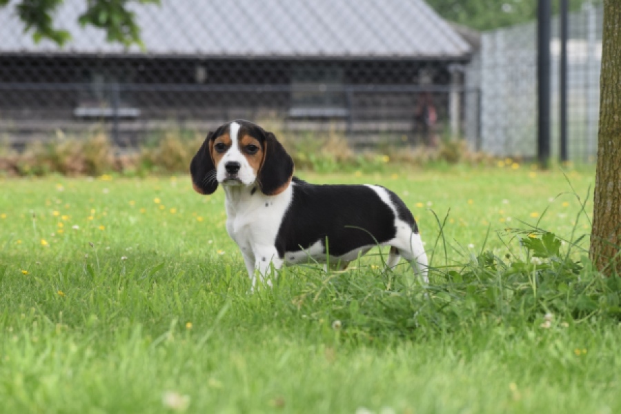 Beagle (teef) 29201