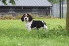 Beagle (teef) 29201