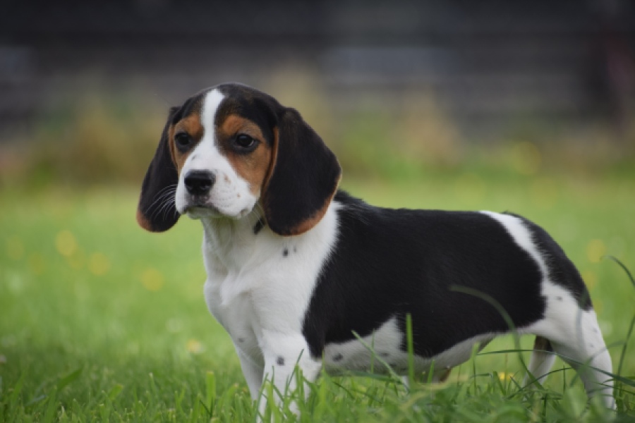 Beagle (teef) 29201