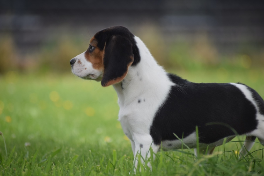 Beagle (teef) 29201