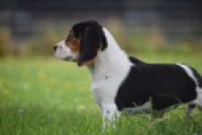 Beagle (teef) 29201
