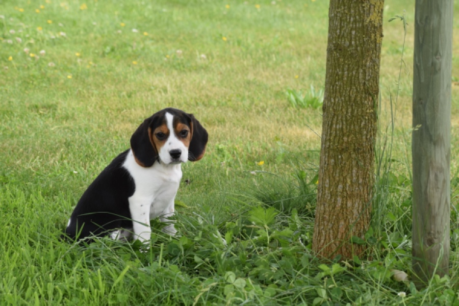 Beagle (teef) 29201