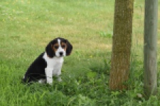Beagle (teef) 29201