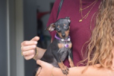 Pinscher (teef) 29170