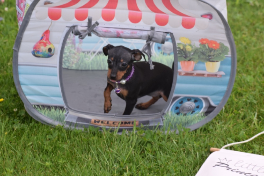 Pinscher (teef) 29170