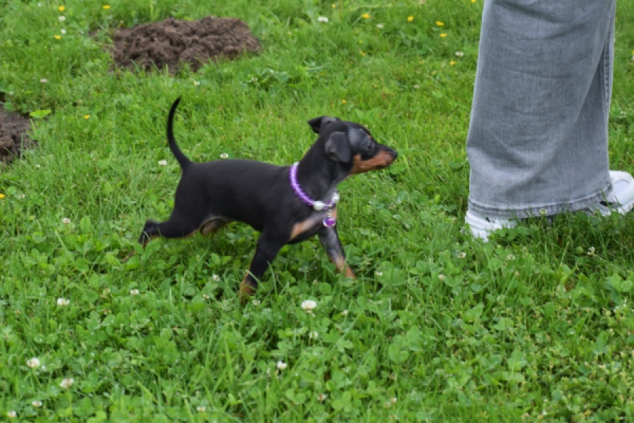 Pinscher (teef) 29170