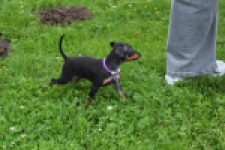 Pinscher (teef) 29170