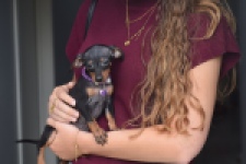 Pinscher (teef) 29170