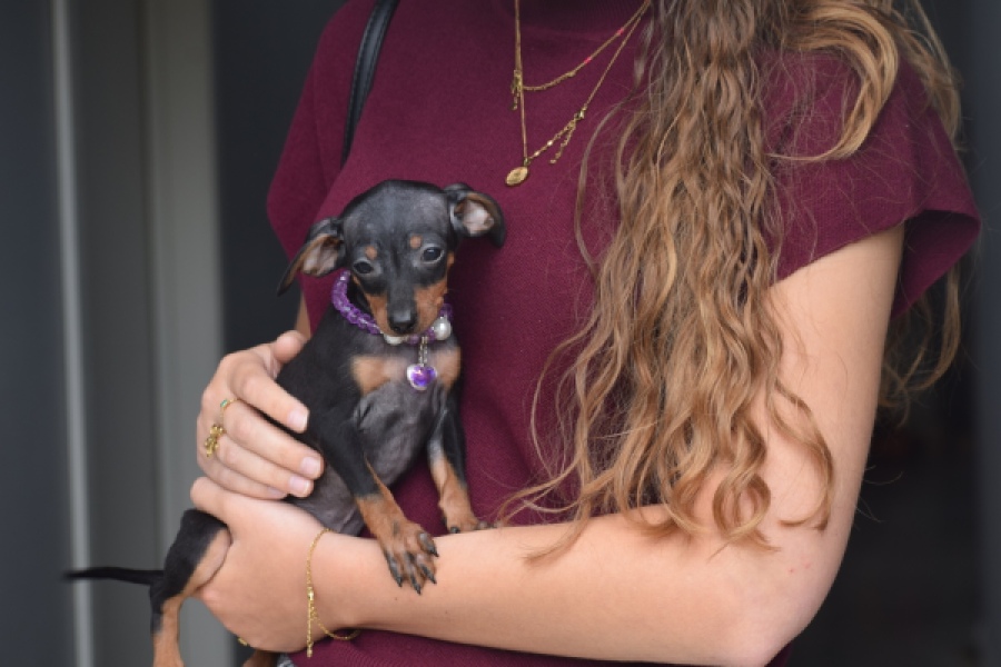 Pinscher (teef) 29170