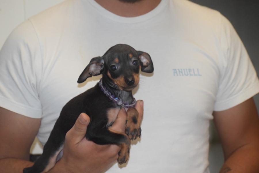 Pinscher (reu) 29165