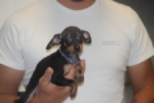 Pinscher (reu) 29165