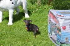 Pinscher (reu) 29165
