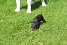 Pinscher (reu) 29165