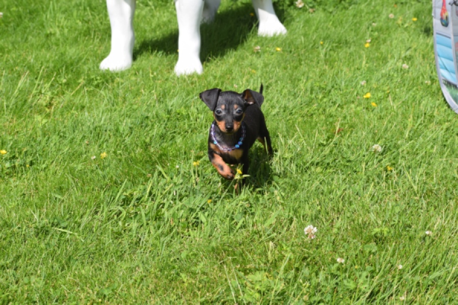 Pinscher (reu) 29165