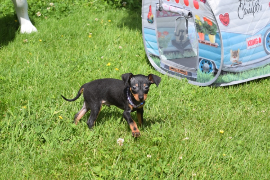Pinscher (reu) 29165
