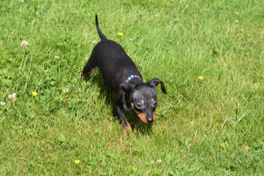 Pinscher (reu) 29165