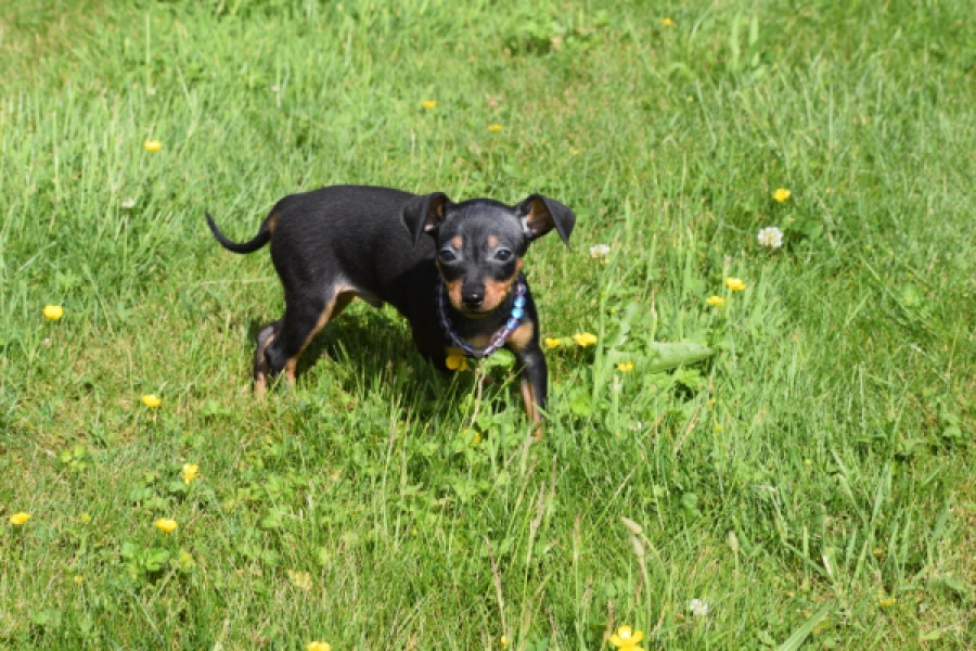 Pinscher (reu) 29165