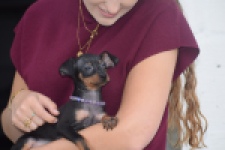 Pinscher (reu) 29163