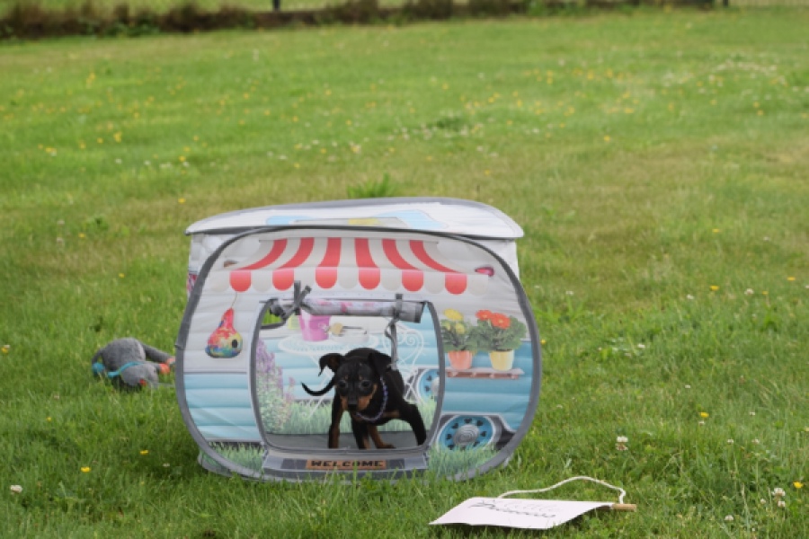 Pinscher (reu) 29163