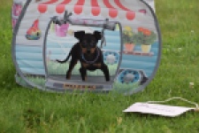 Pinscher (reu) 29163
