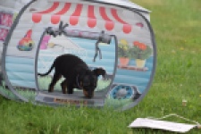 Pinscher (reu) 29163