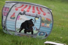Pinscher (reu) 29163