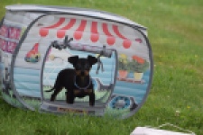 Pinscher (reu) 29163