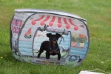 Pinscher (reu) 29163