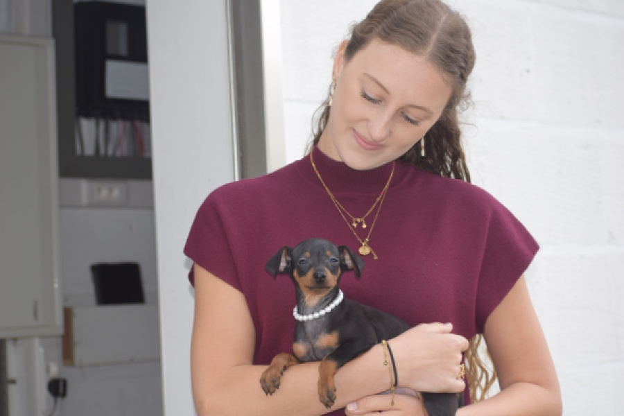 Pinscher (reu) 29168