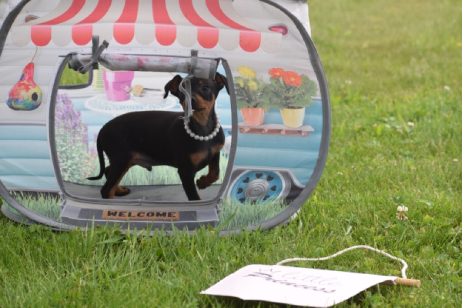 Pinscher (reu) 29168
