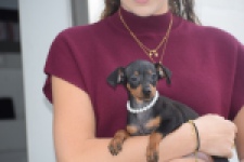 Pinscher (reu) 29168