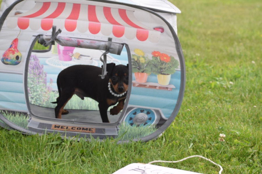 Pinscher (reu) 29168