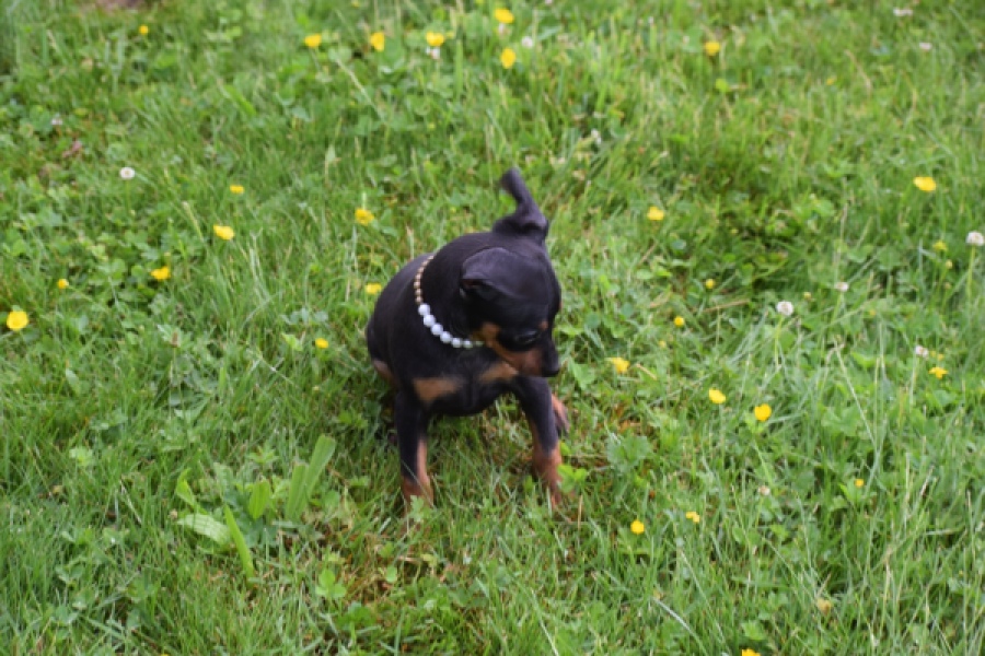 Pinscher (reu) 29168